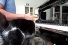 Needy Cat Interrupts Piano Playing