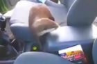 Otter Jumps in Car and Refuses to Leave
