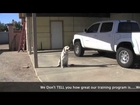 Dogsquad U - Dog Training in Tucson 