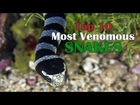Top 10 Most Venomous Snakes