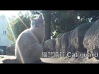 猫警備員 Cat guard 猫 子猫 cat kity