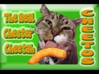 Lucky the Cat Loves His Cheddar Puffs