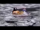 Firefighters Rescue Dog Trapped in Icy River | Lucky Dog rescued from Icy Charles River