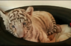 WATCH: Rare White Tiger Born in Peru