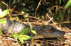 Nature: Corkscrew Swamp Sanctuary