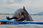Close Encounter: Kayakers Get Rare Look at Humpbacks