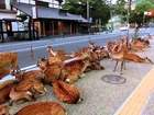 奈良公園の鹿達、道路を占領して涼を取る Deer who enjoy the evening cool on road