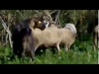 Antalyanın çılgın koyunları ( BELGESEL )
