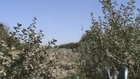 U.S Marines Watch ANA Beat a Suspected Taliban Fighter