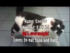 PDSA Pet Fit Club Finalist - Cookie the cat