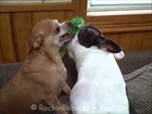 Funny TOY FIGHT! Mackie Boston Terrier vs. Paco Chihuhua!