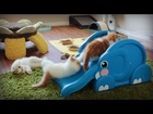 Kittens Slide Down Elephant's Trunk