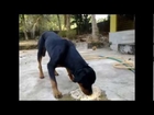 1 year old male rottweiler dog