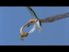 World's Deadliest - Eagle vs. Toxic Snake