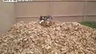 Husky Goes Crazy In Pile Of Autumn Leaves