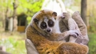 El Paso Zoo Releases Photos of Twin Pygmy Slow Lorises