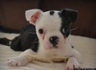 Dog Born With 'Swimmer Puppy Syndrome' Miraculously Learns to Walk